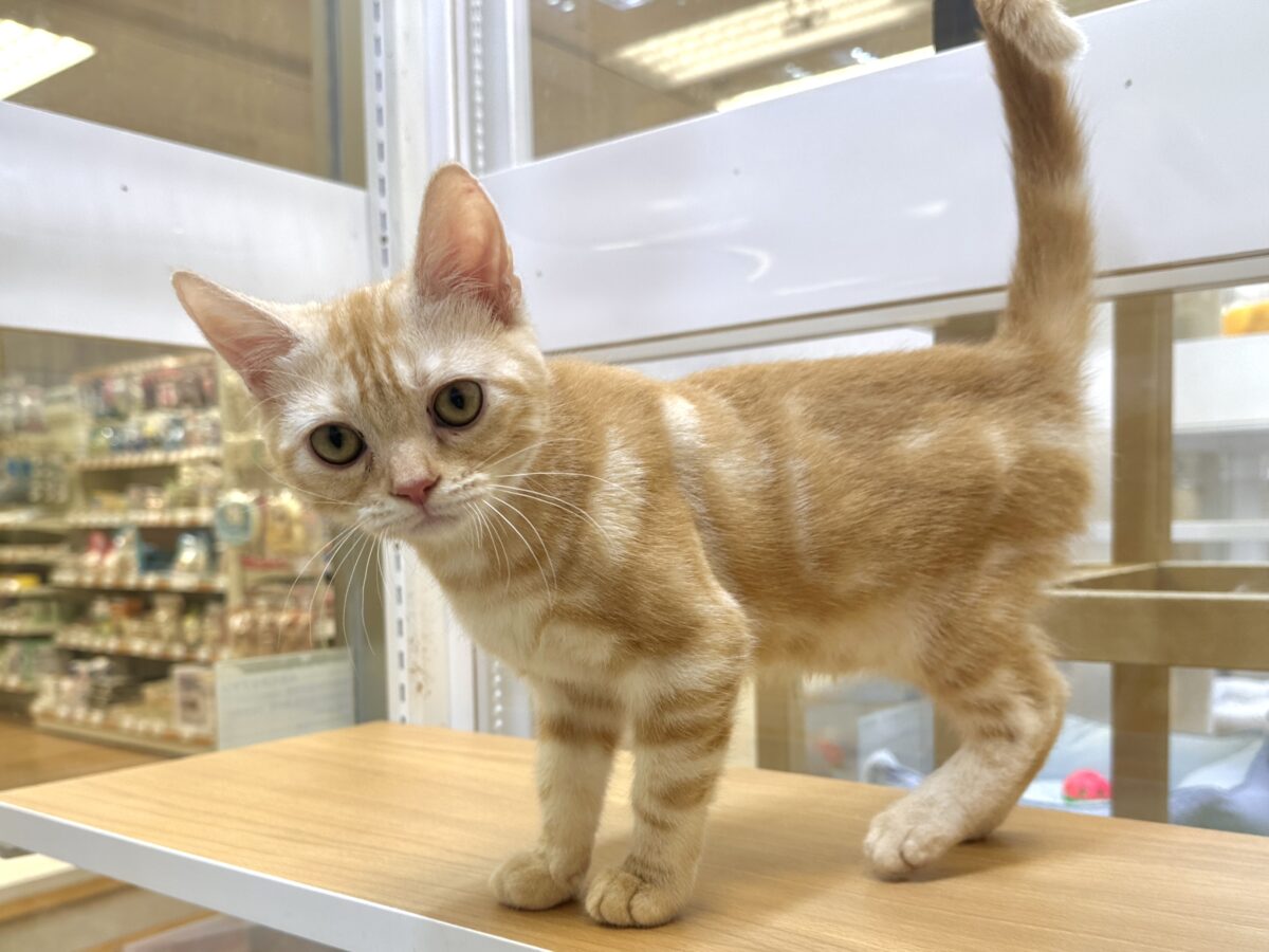 ゴロゴロにゃん🐱アメリカンショートヘア女の子 アメリカンショートヘア