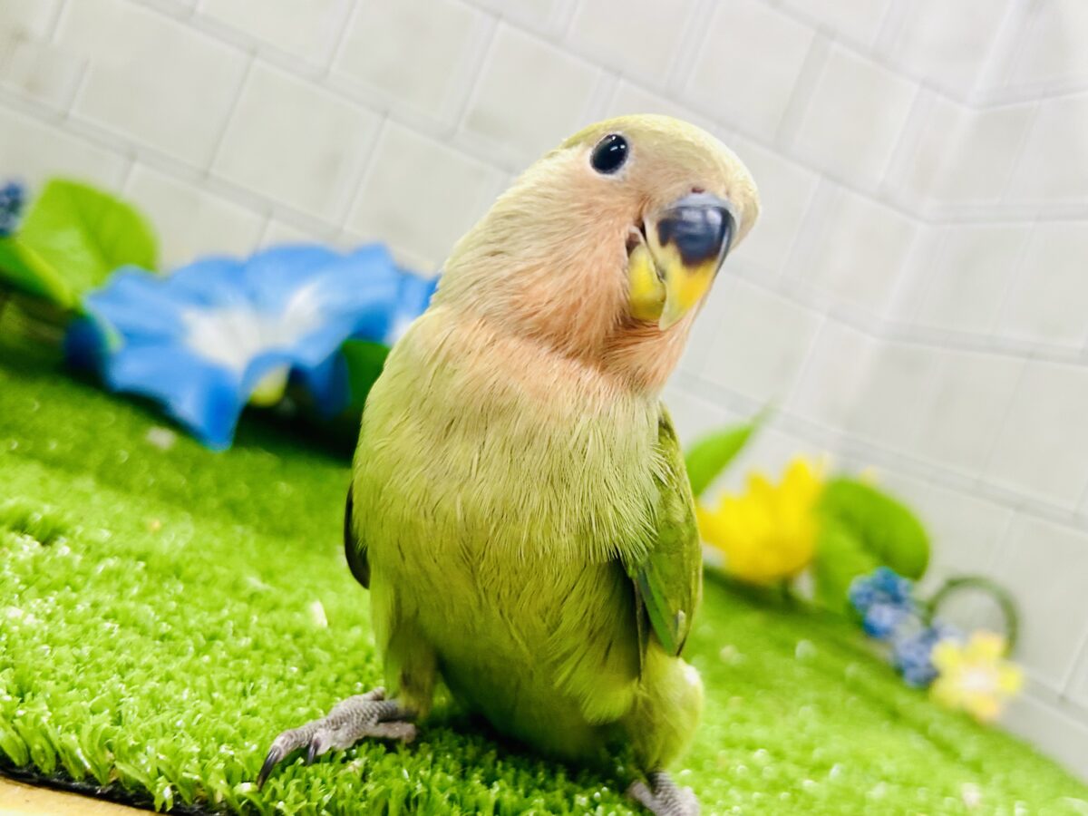 【最新画像更新☆☆】目指せ完熟フェイス!! コザクラインコ コザクラインコ(小桜インコ)