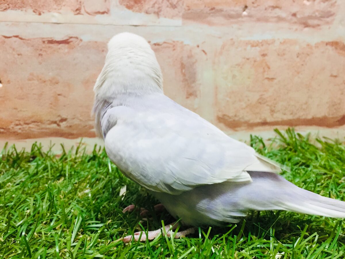 久々にライラックカラーのセキセイちゃんがやってきましたよ~✨✨✨ セキセイインコ セキセイインコ