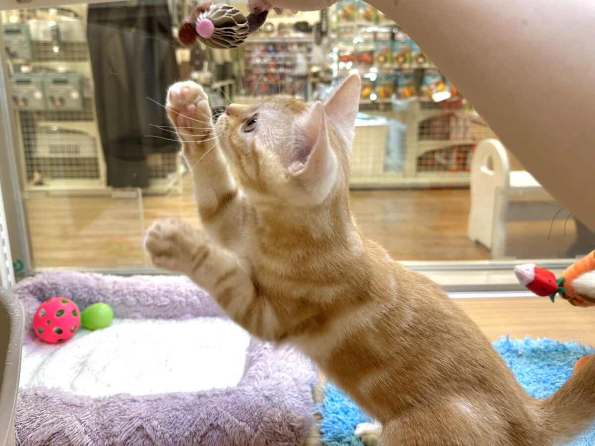 ゴロゴロにゃん🐱アメリカンショートヘア女の子 アメリカンショートヘア