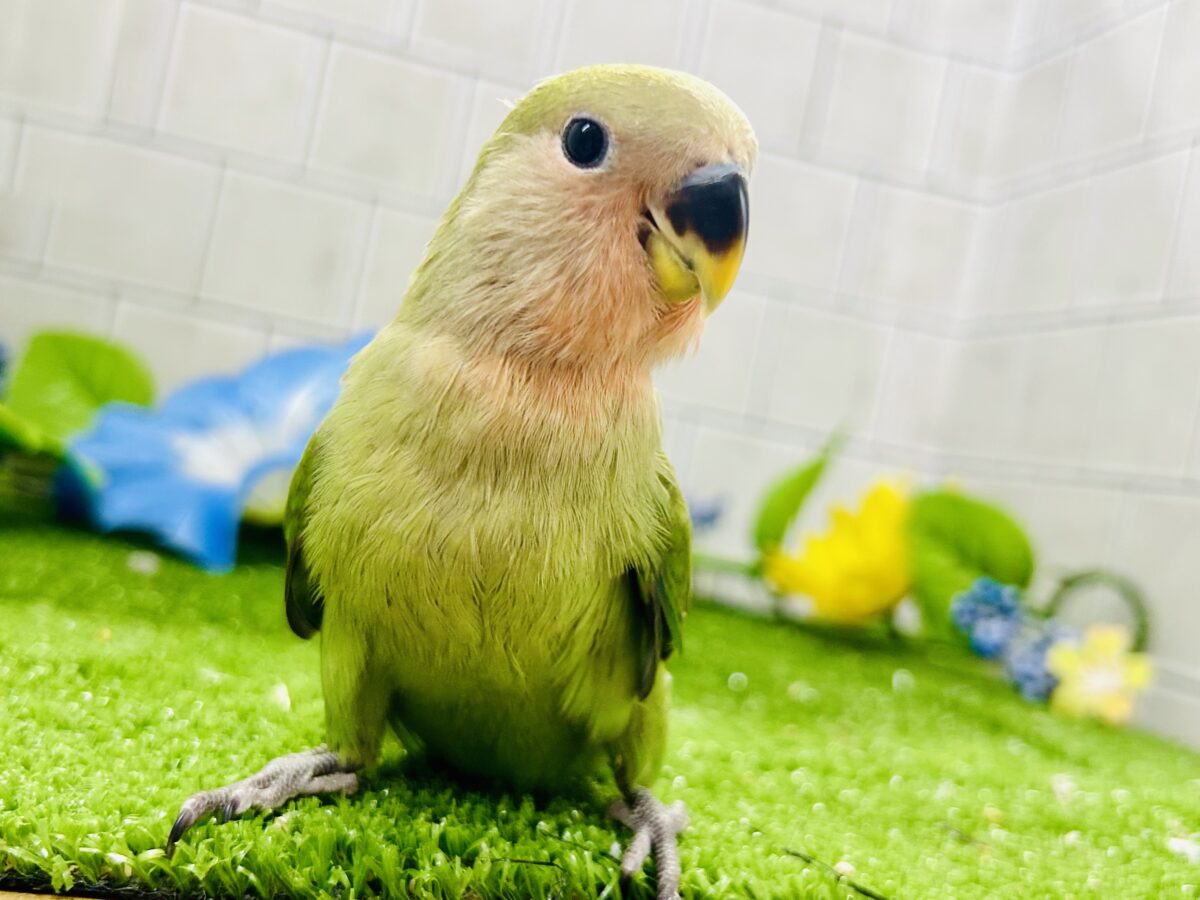 【最新画像更新☆☆】目指せ完熟フェイス!! コザクラインコ コザクラインコ(小桜インコ)
