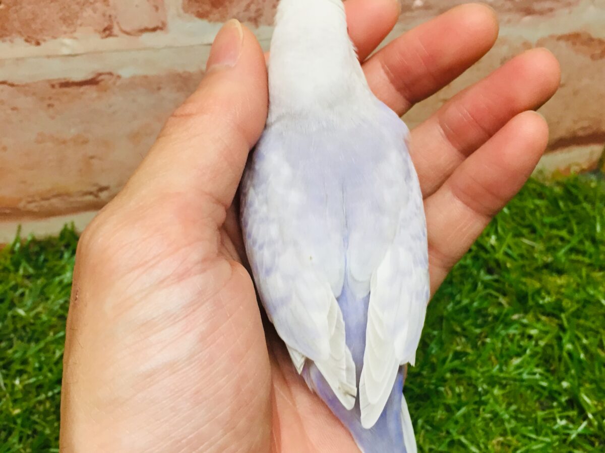 久々にライラックカラーのセキセイちゃんがやってきましたよ~✨✨✨ セキセイインコ セキセイインコ
