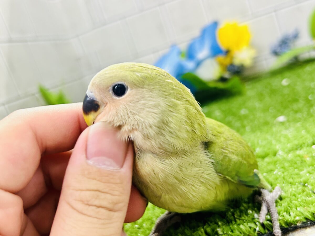 【最新画像更新☆☆】目指せ完熟フェイス!! コザクラインコ コザクラインコ(小桜インコ)