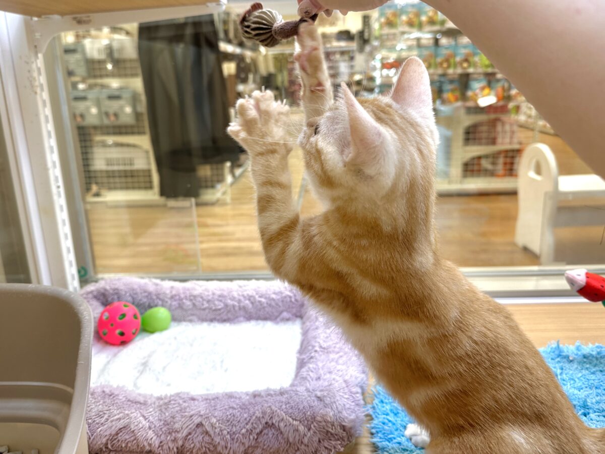 ゴロゴロにゃん🐱アメリカンショートヘア女の子 アメリカンショートヘア