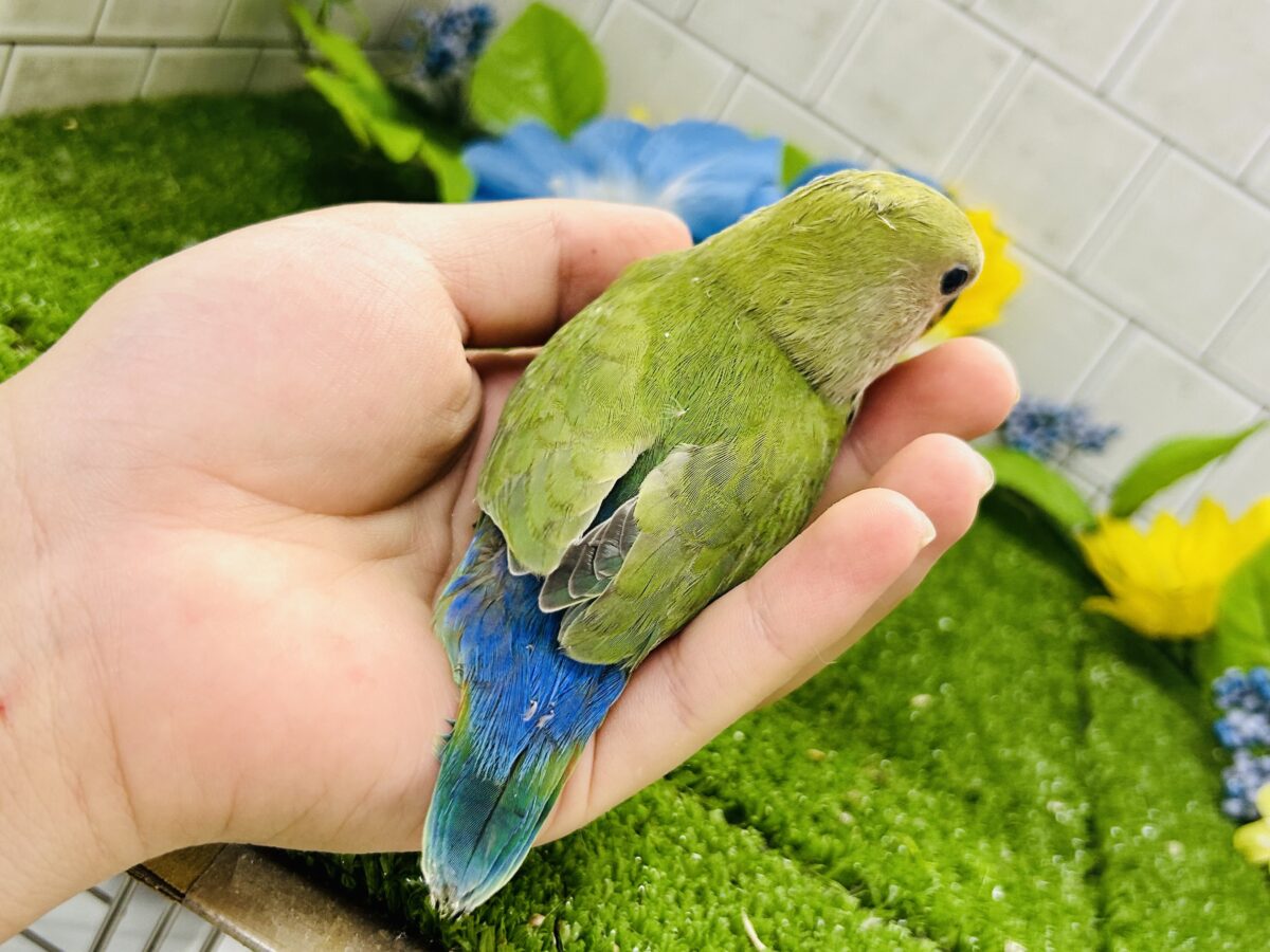 【最新画像更新☆☆】目指せ完熟フェイス!! コザクラインコ コザクラインコ(小桜インコ)