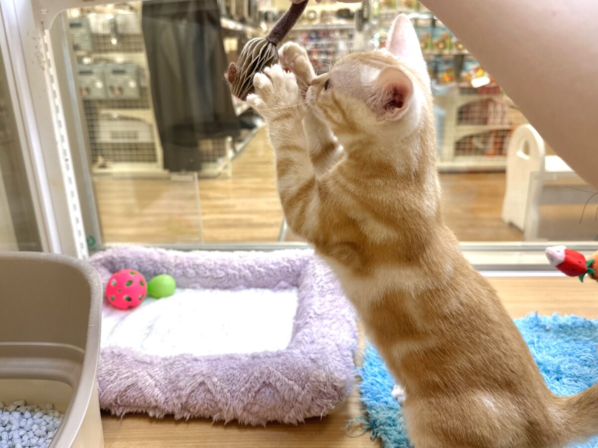 ゴロゴロにゃん🐱アメリカンショートヘア女の子 アメリカンショートヘア
