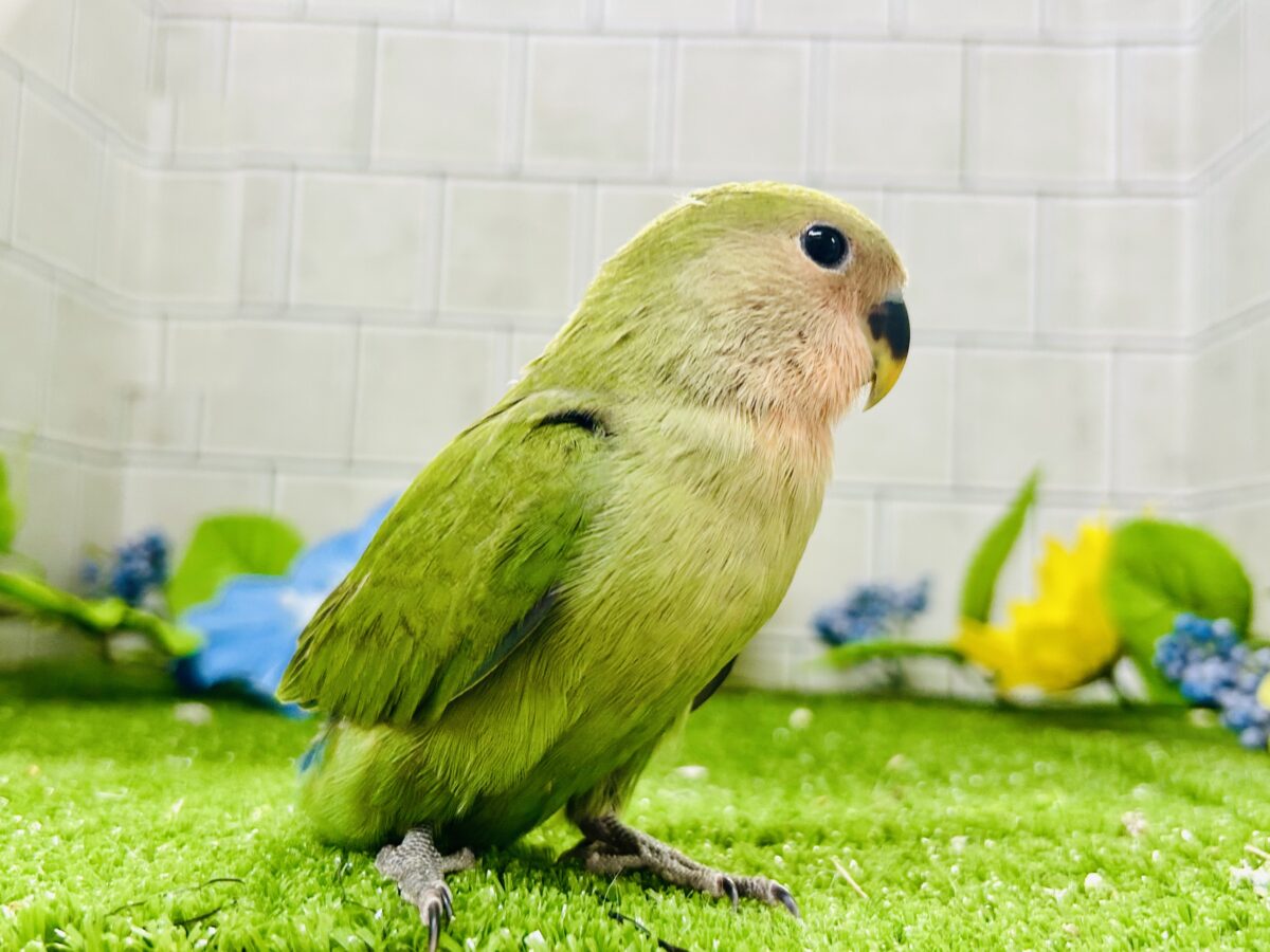 【最新画像更新☆☆】目指せ完熟フェイス!! コザクラインコ コザクラインコ(小桜インコ)