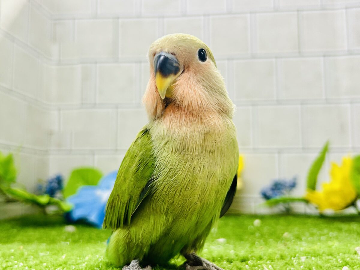 【最新画像更新☆☆】目指せ完熟フェイス!! コザクラインコ コザクラインコ(小桜インコ)