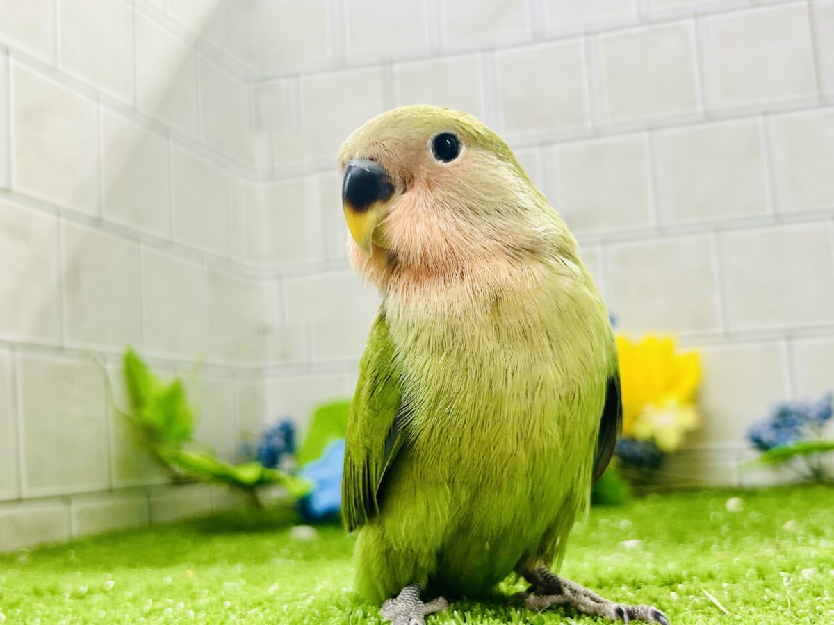 【最新画像更新☆☆】目指せ完熟フェイス!! コザクラインコ コザクラインコ(小桜インコ)