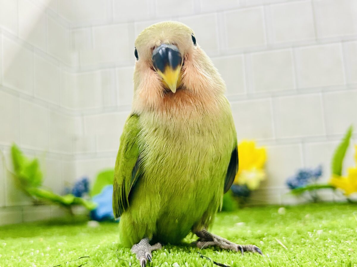 【最新画像更新☆☆】目指せ完熟フェイス!! コザクラインコ コザクラインコ(小桜インコ)