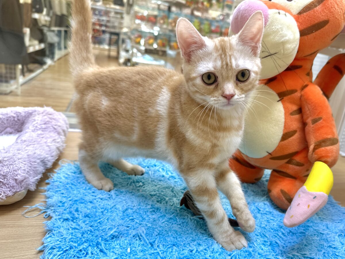 ゴロゴロにゃん🐱アメリカンショートヘア女の子 アメリカンショートヘア