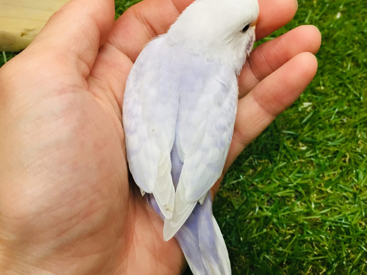 久々にライラックカラーのセキセイちゃんがやってきましたよ~✨✨✨ セキセイインコ セキセイインコ