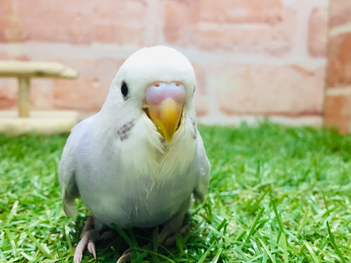 久々にライラックカラーのセキセイちゃんがやってきましたよ~✨✨✨ セキセイインコ セキセイインコ