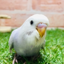 久々にライラックカラーのセキセイちゃんがやってきましたよ～✨✨✨　セキセイインコ