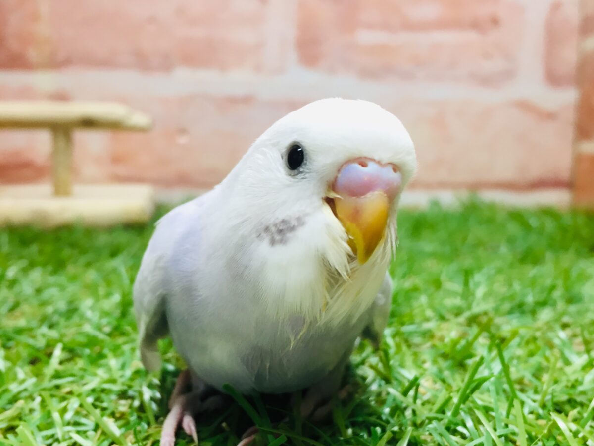 久々にライラックカラーのセキセイちゃんがやってきましたよ~✨✨✨ セキセイインコ セキセイインコ