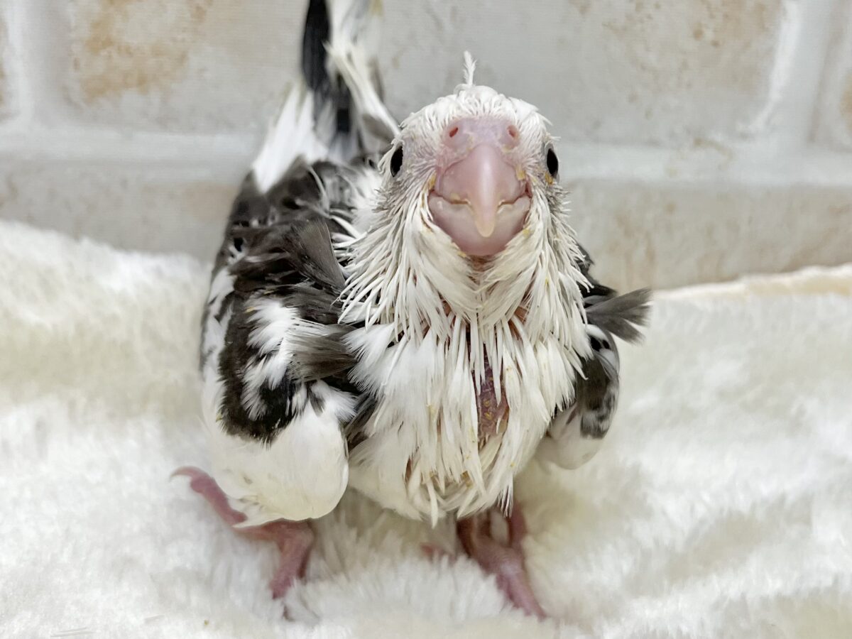 クリーム多めのオレオちゃん🍪💕 オカメインコ(ホワイトフェイスパイド) オカメインコ