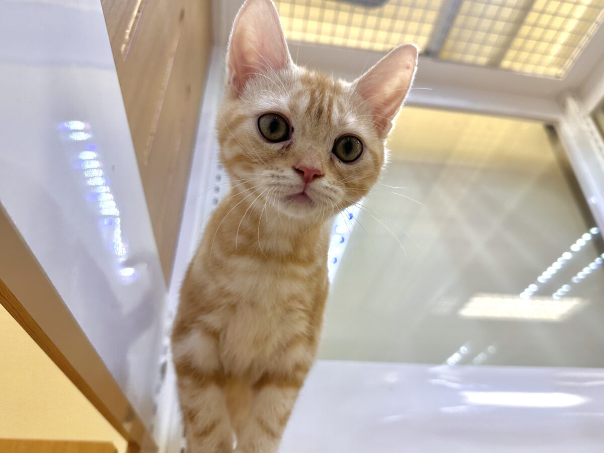 ゴロゴロにゃん🐱アメリカンショートヘア女の子 アメリカンショートヘア