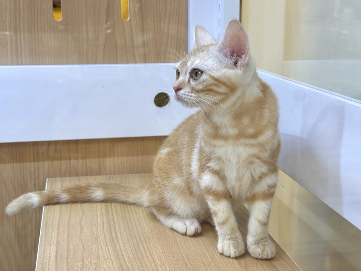 ゴロゴロにゃん🐱アメリカンショートヘア女の子 アメリカンショートヘア