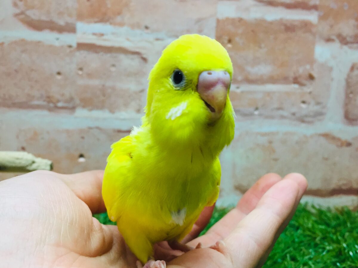 💛💛ダブルファクターカラーのセキセイちゃんがやってきました(*´ω`*)💛💛 セキセイインコ