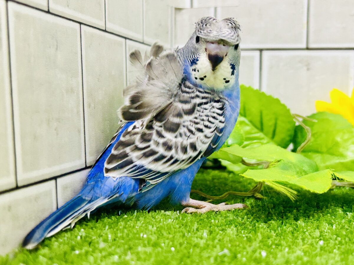 ✨最新画像更新✨シマ・クル・フワ〜の3️⃣点盛り‼️お待ちっ🙌🏻✨羽衣セキセイインコ(ノーマル/2026年6月生まれ) 羽衣セキセイインコ