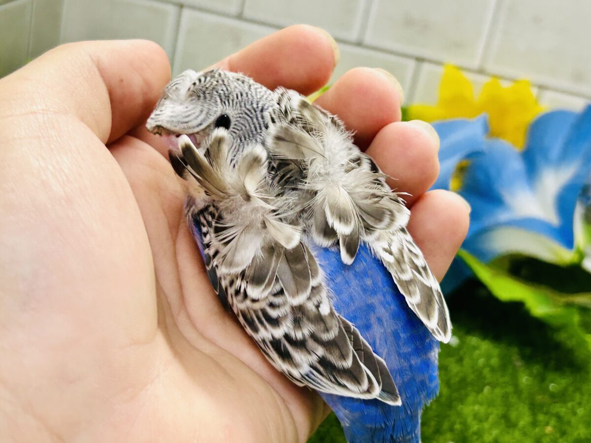 ✨最新画像更新✨シマ・クル・フワ〜の3️⃣点盛り‼️お待ちっ🙌🏻✨羽衣セキセイインコ(ノーマル/2026年6月生まれ) 羽衣セキセイインコ
