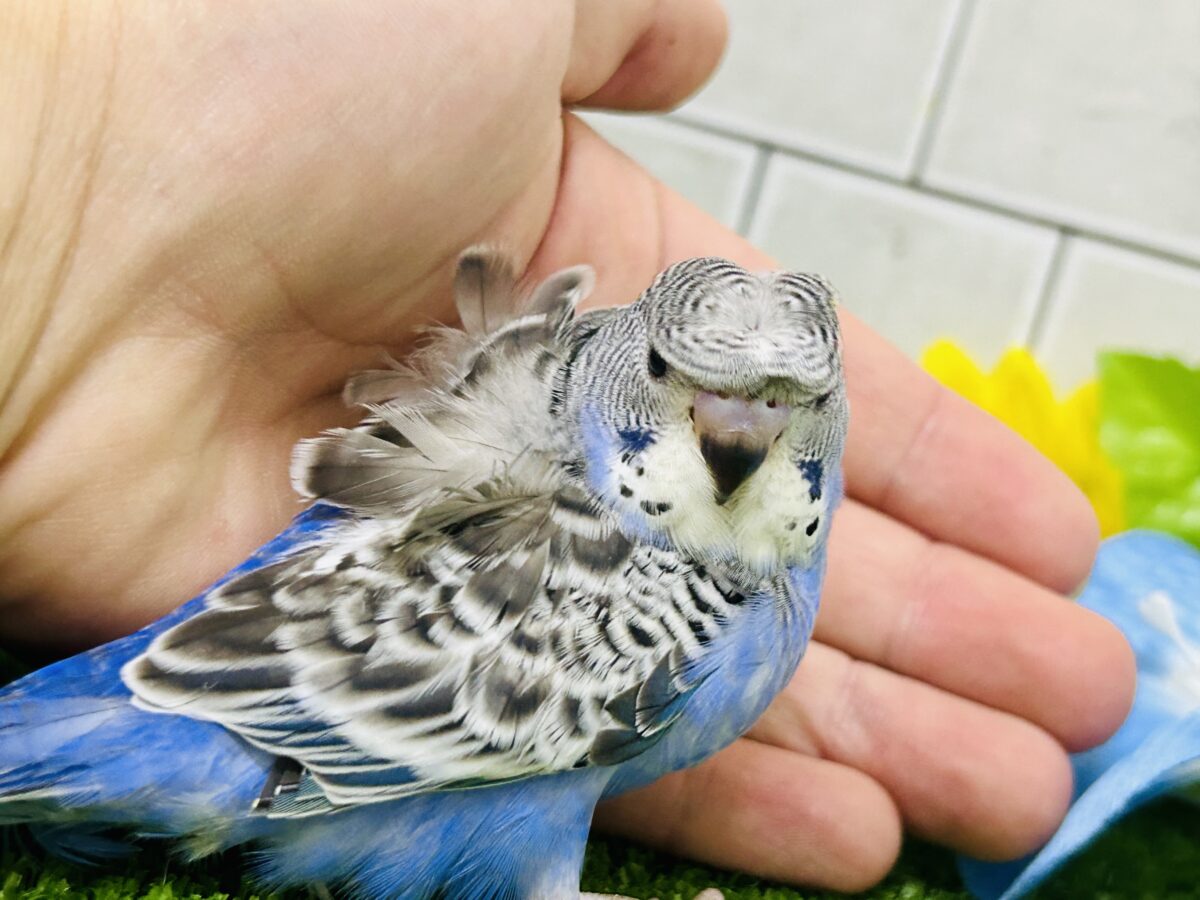 ✨最新画像更新✨シマ・クル・フワ〜の3️⃣点盛り‼️お待ちっ🙌🏻✨羽衣セキセイインコ(ノーマル/2026年6月生まれ) 羽衣セキセイインコ
