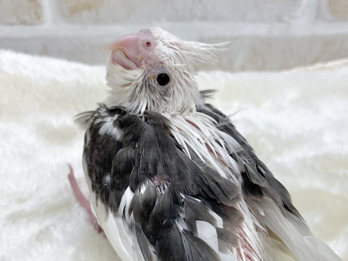 クリーム多めのオレオちゃん🍪💕 オカメインコ(ホワイトフェイスパイド) オカメインコ