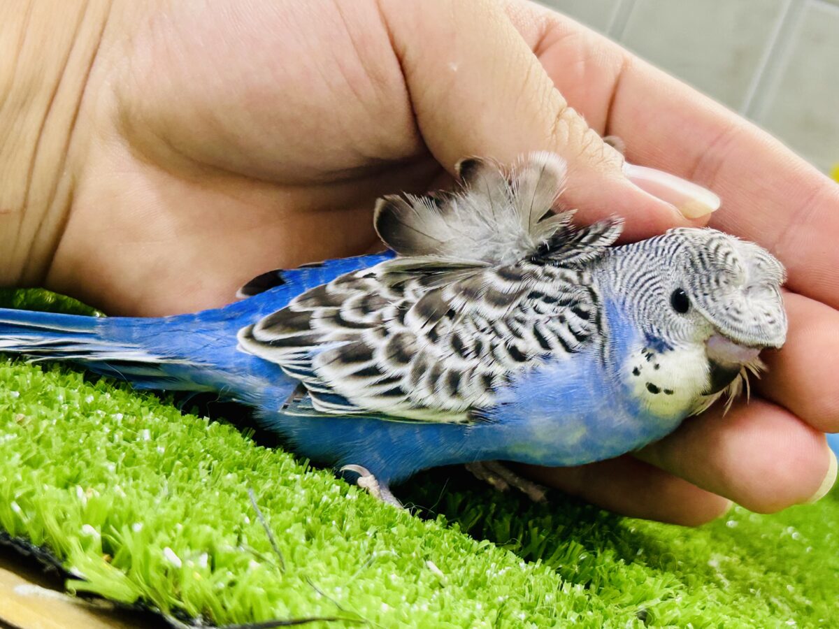 ✨最新画像更新✨シマ・クル・フワ〜の3️⃣点盛り‼️お待ちっ🙌🏻✨羽衣セキセイインコ(ノーマル/2026年6月生まれ) 羽衣セキセイインコ