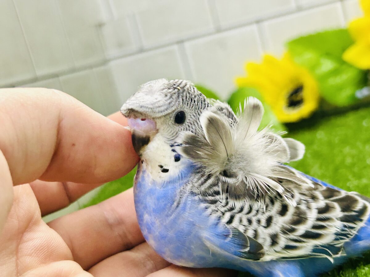 ✨最新画像更新✨シマ・クル・フワ〜の3️⃣点盛り‼️お待ちっ🙌🏻✨羽衣セキセイインコ(ノーマル/2026年6月生まれ) 羽衣セキセイインコ