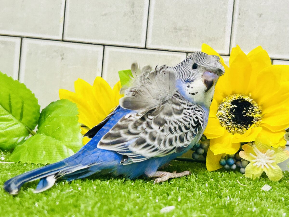 ✨最新画像更新✨シマ・クル・フワ〜の3️⃣点盛り‼️お待ちっ🙌🏻✨羽衣セキセイインコ(ノーマル/2026年6月生まれ) 羽衣セキセイインコ