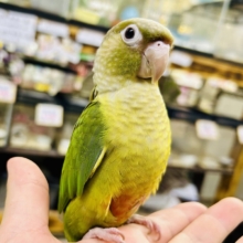 【最新画像更新☆☆】淡いカラーの人気者がやってきた♪♪　ウロコインコ