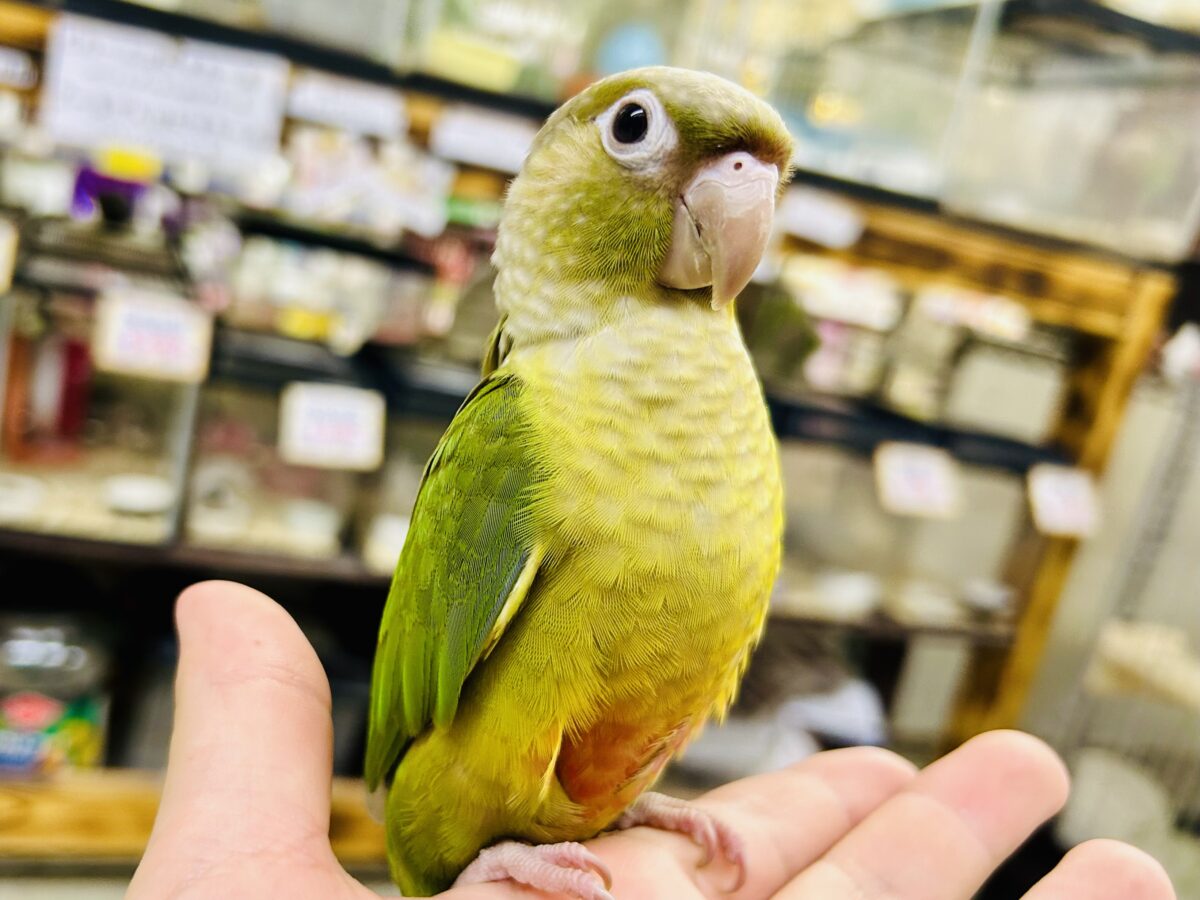 【最新画像更新☆☆】淡いカラーの人気者がやってきた♪♪　ウロコインコ