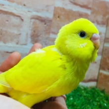 💛💛ダブルファクターカラーのセキセイちゃんがやってきました(*´ω`*)💛💛