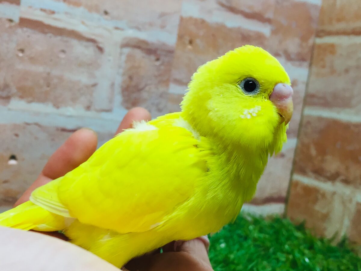 💛💛ダブルファクターカラーのセキセイちゃんがやってきました(*´ω`*)💛💛 セキセイインコ