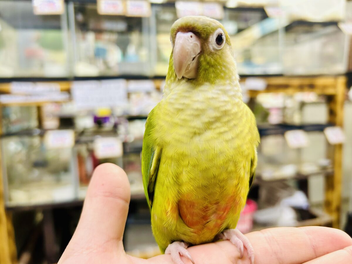 ホオミドリウロコインコ