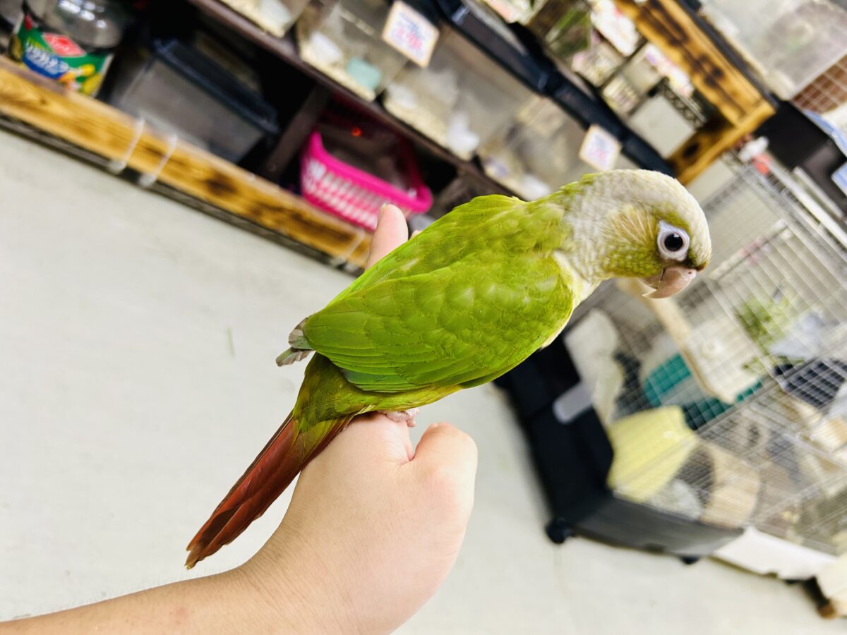 ホオミドリウロコインコ