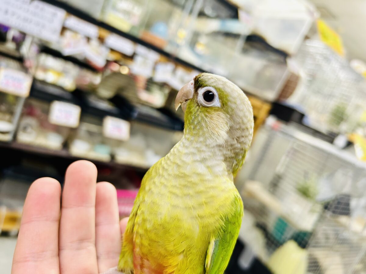 ホオミドリウロコインコ
