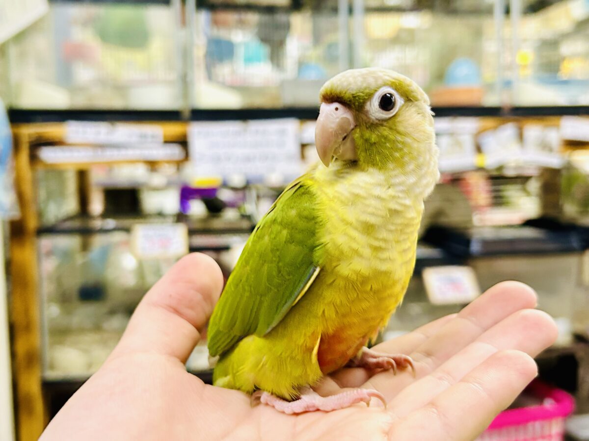 ホオミドリウロコインコ