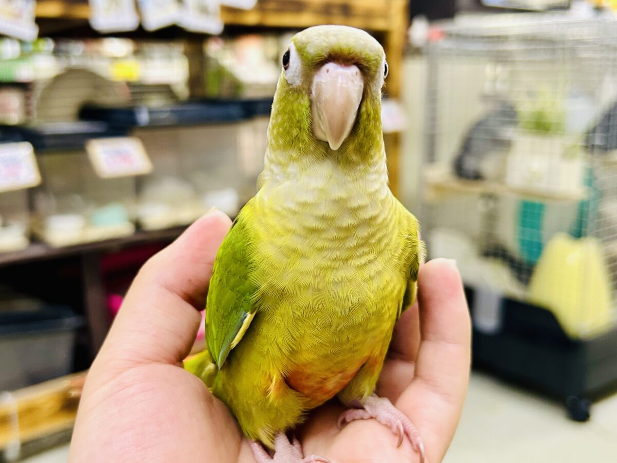 ホオミドリウロコインコ