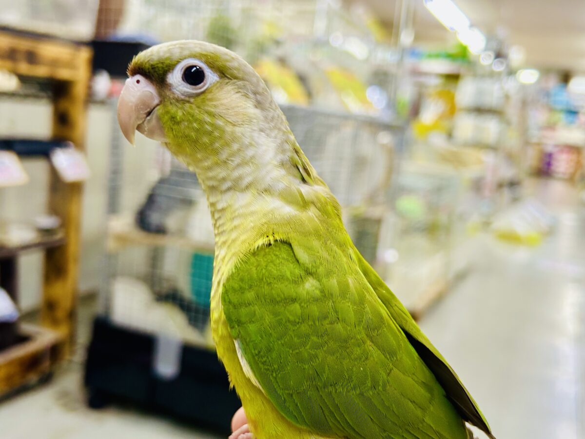 ホオミドリウロコインコ