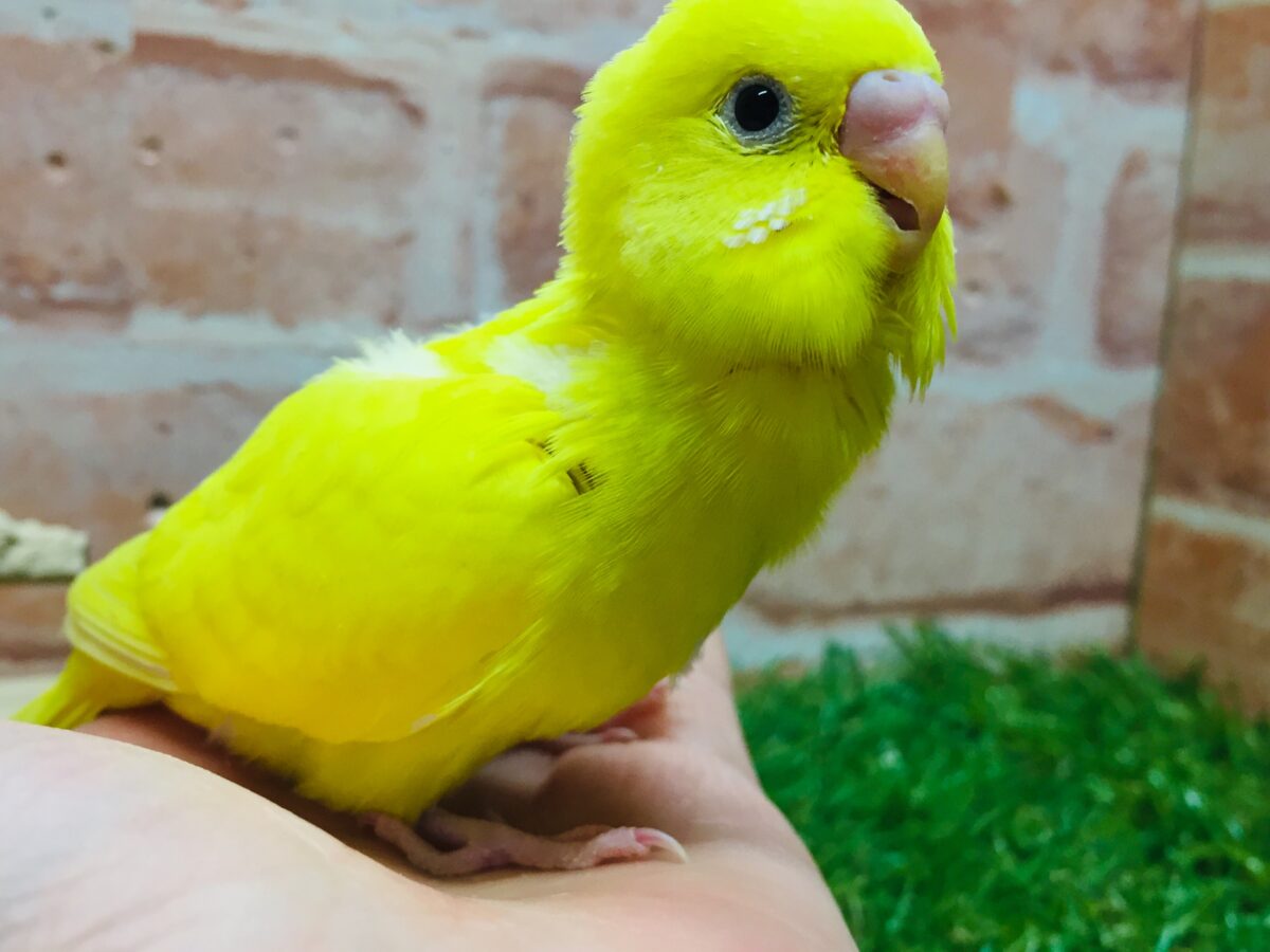 💛💛ダブルファクターカラーのセキセイちゃんがやってきました(*´ω`*)💛💛 セキセイインコ