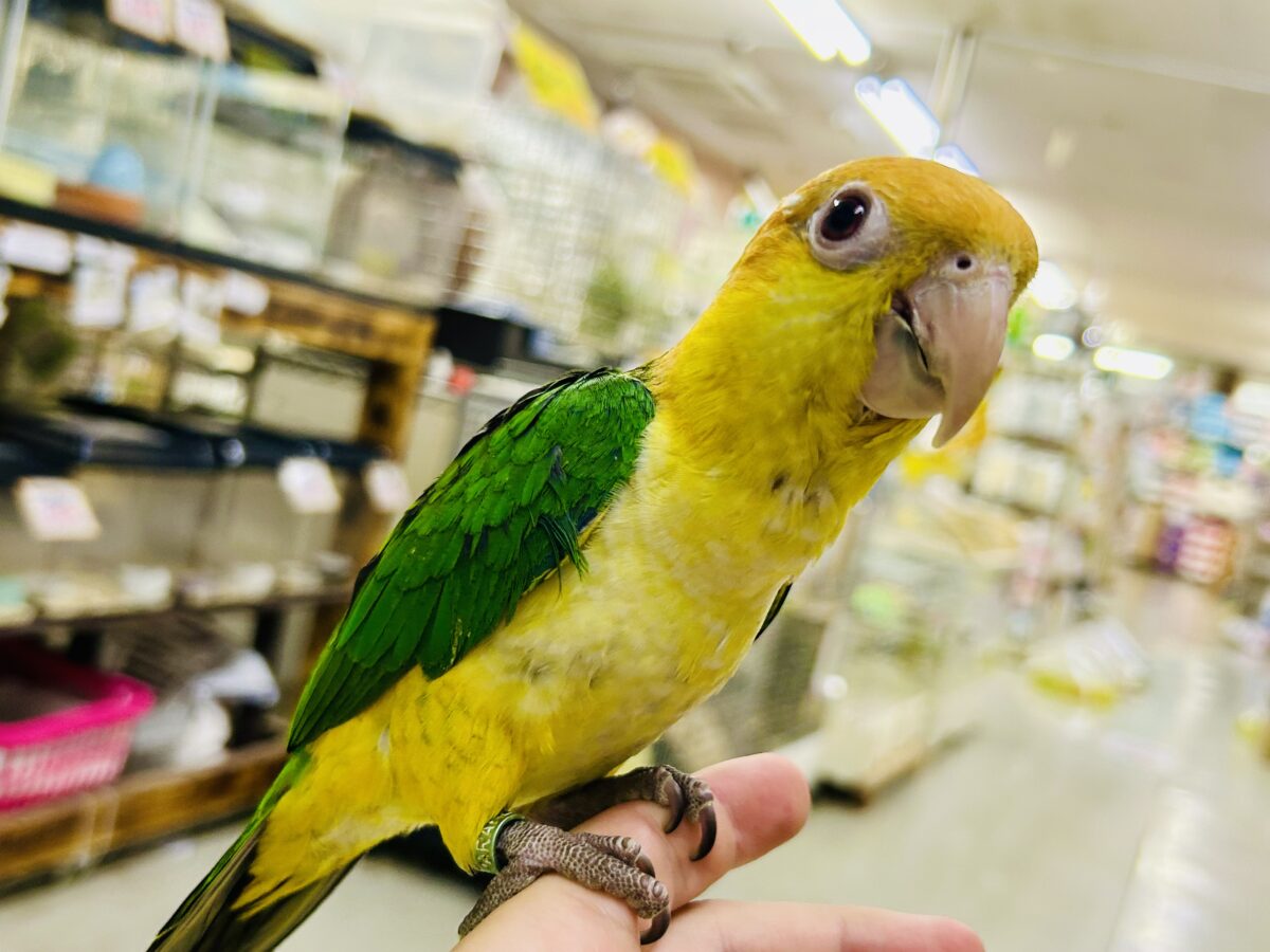 シロハラインコ