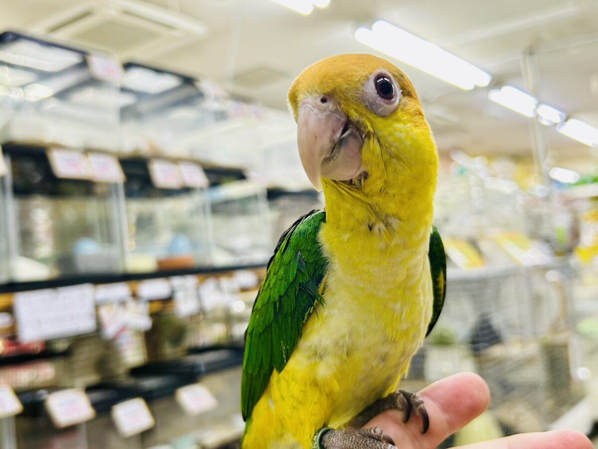 シロハラインコ