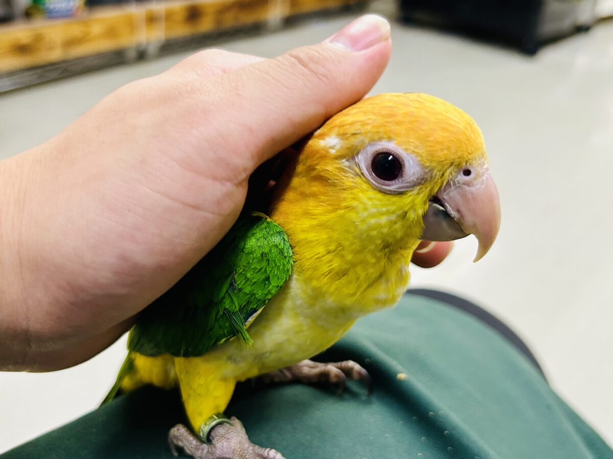 シロハラインコ