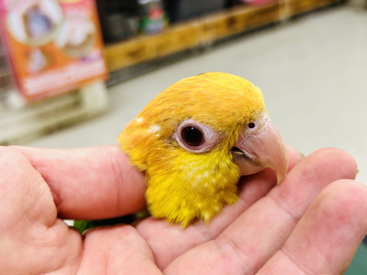 シロハラインコ