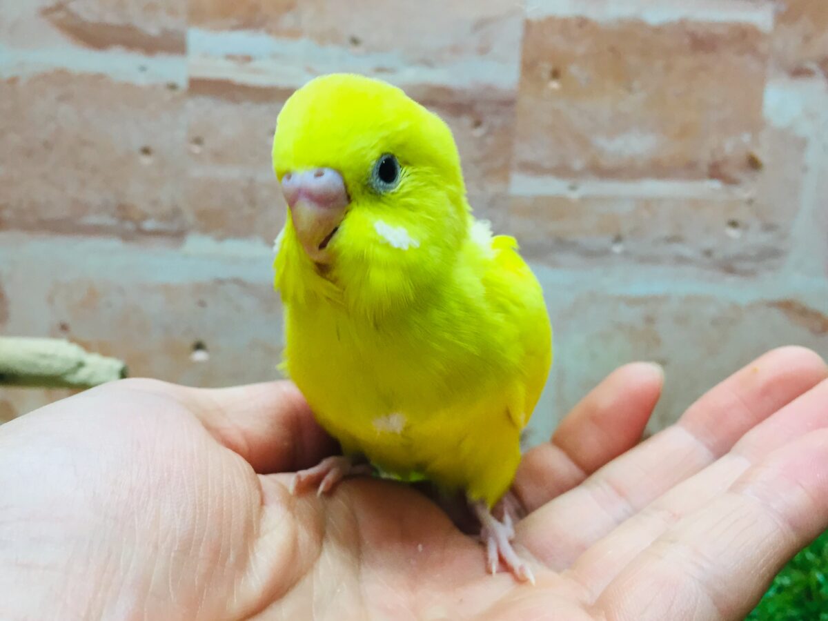 💛💛ダブルファクターカラーのセキセイちゃんがやってきました(*´ω`*)💛💛 セキセイインコ