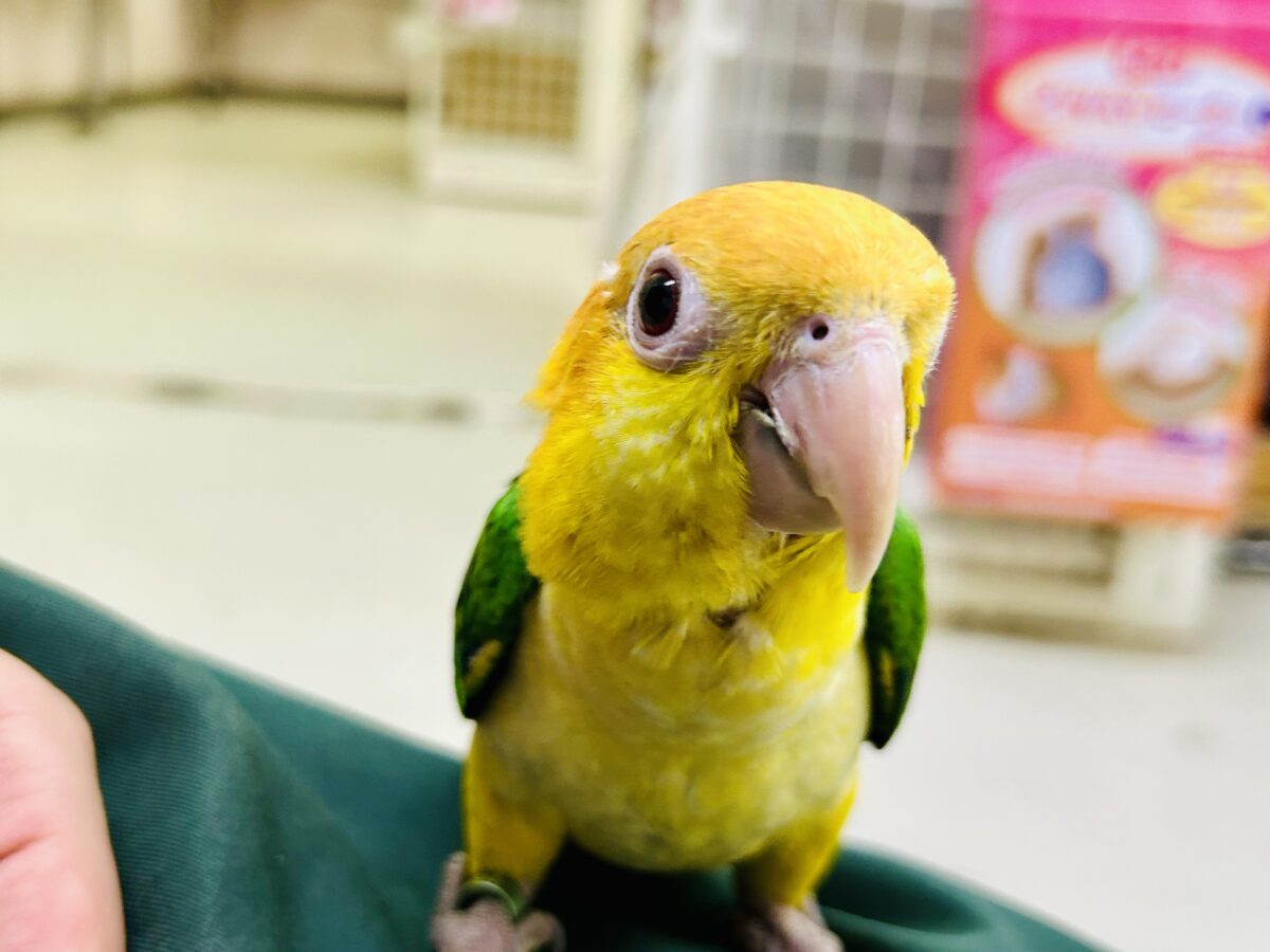 シロハラインコ