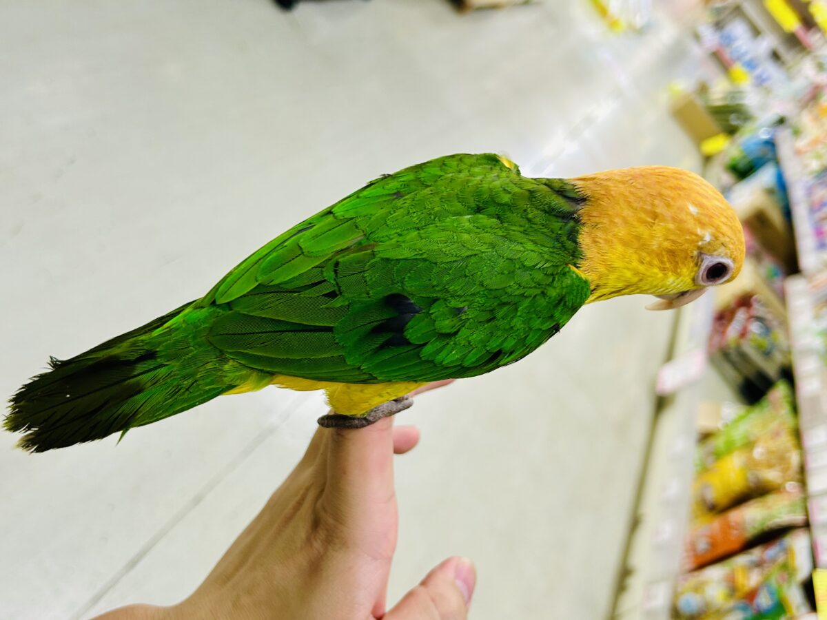 シロハラインコ