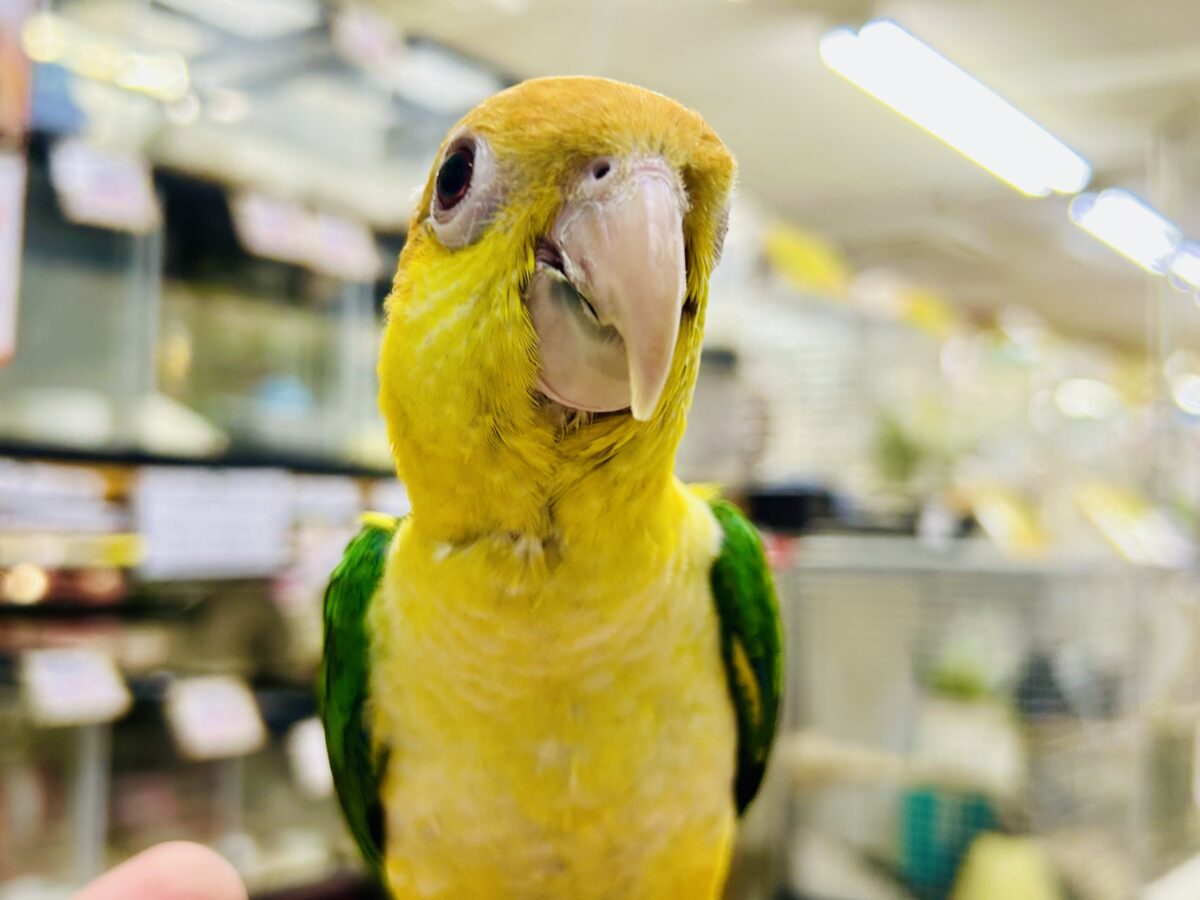 シロハラインコ