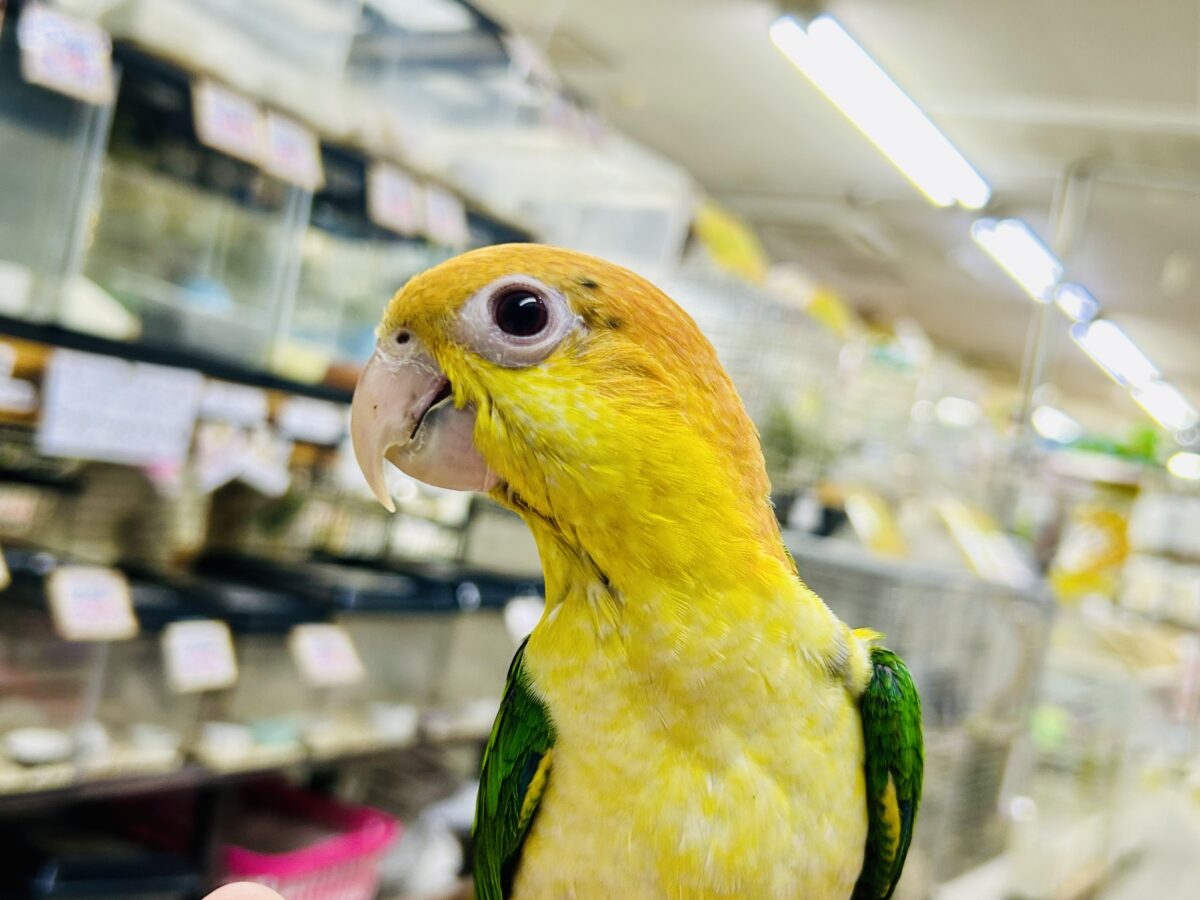 シロハラインコ